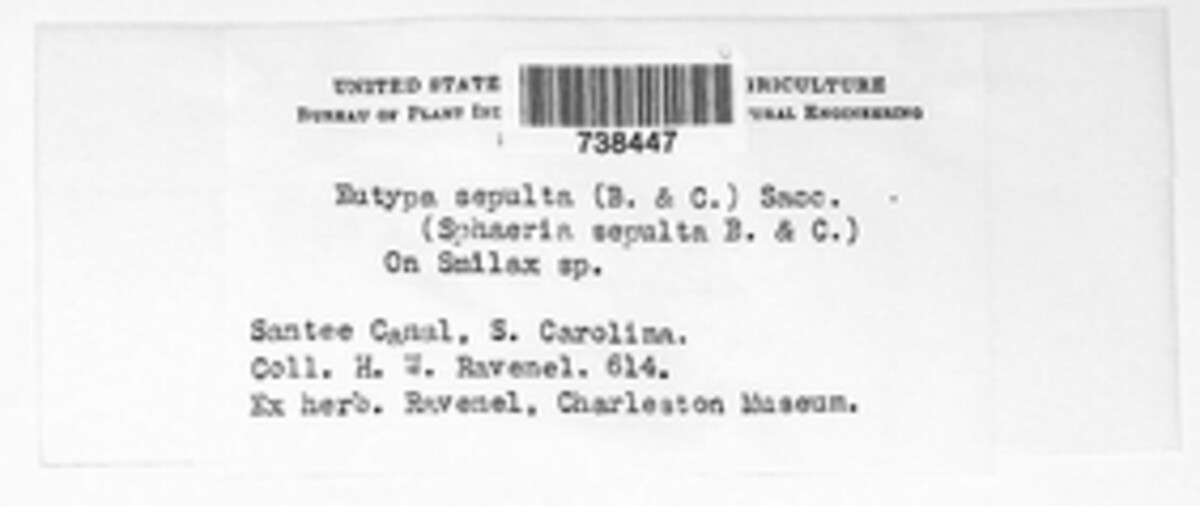 Eutypella sepulta image